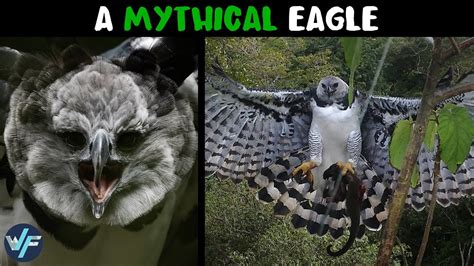 Why Is Harpy Eagle Named After Legendary Harpies Youtube