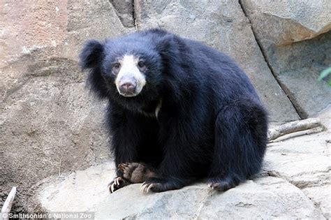 This is an important bonding period that. National Zoo's sloth bear has her baby taken away to be ...