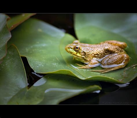 Frog On Lily Pad Another Semi Close Up Of A Frog In A Near Flickr