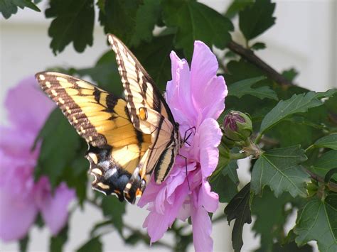 Free Photo Natures Beauty Beauty Bspo06 Butterfly Free Download