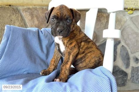 North canton, ohio member for: Boxer Puppy for Sale in Ohio | Boxer puppies for sale