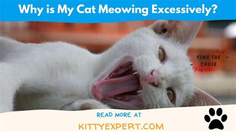Why Is My Cat Meowing Excessively The Kitty Expert