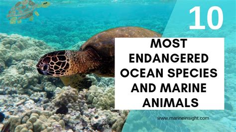 10 Endangered Ocean Species And Marine Animals Youtube