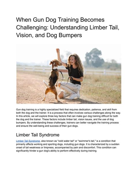 When Gun Dog Training Becomes Challenging Understanding Limber Tail
