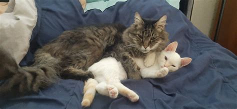 My Adult Cat Simply Cant Get Enough Of His New Kitten Friend Cats