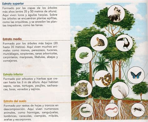 Selva Tipos Fauna Flora Y Sus Características Ovacen