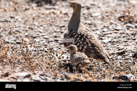 Namaqua Sand Grouse And Her Chick South Africa Stock Photo Alamy