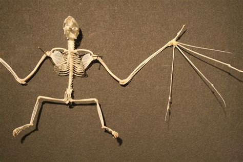 Bat Skeleton Flickr Photo Sharing