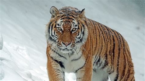 Tiger Predator Big Cat Snow 4k Hd Wallpaper