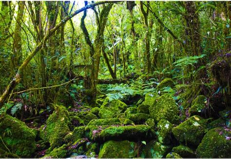Laeacco Rainforest Backdrop 8x6ft Nature Scenery