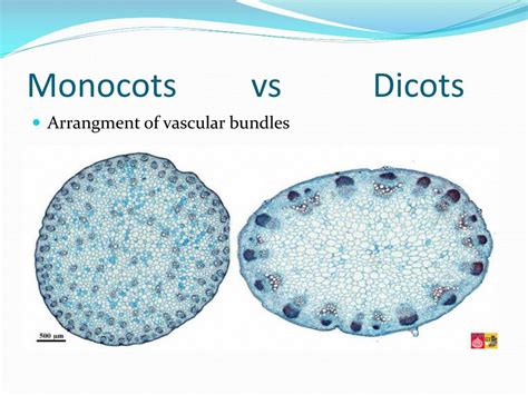 Ppt Monocots And Dicots Powerpoint Presentation Free Download Id