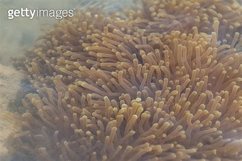 Sea Anemones Are A Group Of Marine Sea Anemones Are Classified In The