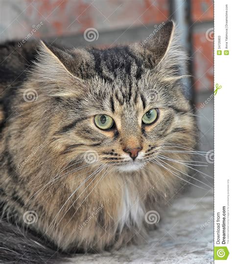 Tabby Norwegian Forest Cat Stock Photos Image 34726803