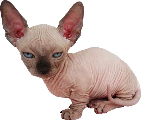 This Sphynx Kitten Baby Hairless Cat Hairless Cat Sphynx Kitten Baby