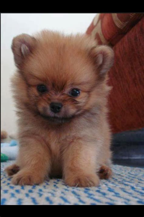 Brown Short Haired Pomeranian Cute Animals Cute Baby