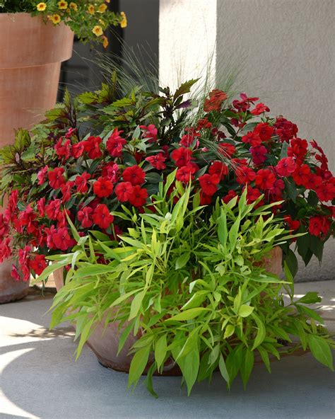 Made For Each Other Impatiens And Coleus For The Sun The Citizen