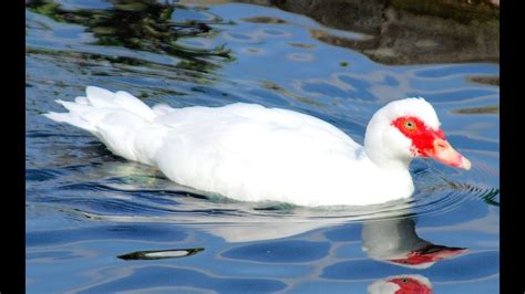 Muscovy Duck Wild Life Animal Planet Mentog Itik White Crested
