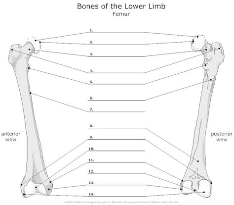 Labels are usually small in size, so you should carefully choose the font of the texts to make sure it is readable. ANATOMY LAB PRACTICAL at Broward Community College - StudyBlue