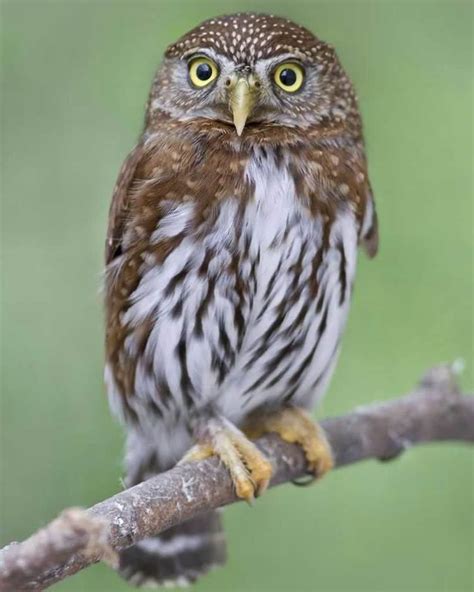 Northern Pygmy Owl Alchetron The Free Social Encyclopedia