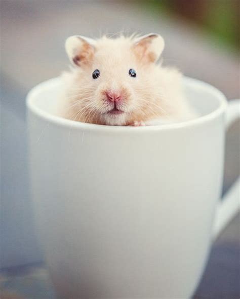 14 Cute Pictures Of Animals In Cups