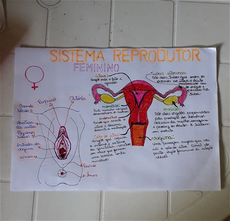 Mapas Mentais Sobre SISTEMA REPRODUTOR FEMININO Study Maps