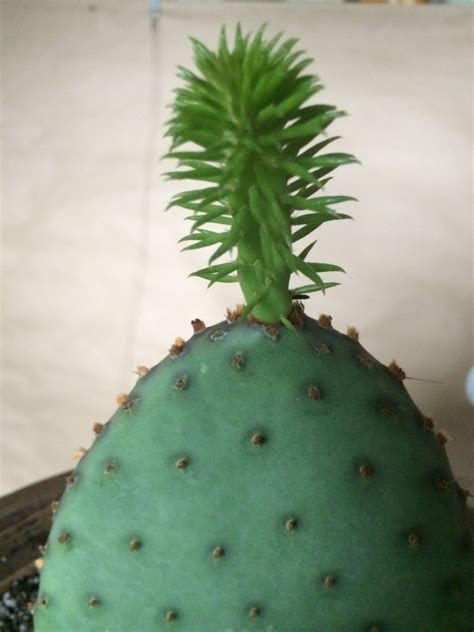 Mark the plant so you can situate it in the same orientation in which it is growing. Rooting a Cactus Pad | ThriftyFun