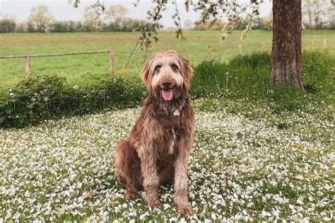 Weimardoodle Everything You Should Know About This Mixed Breed