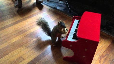 Amazing Squirrel Plays Tiny Piano Youtube