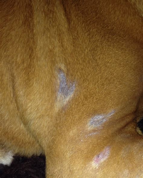 A combination of dry, flaky skin and hair loss may also be a result of bacterial or fungal infections. Itching, scratching dog? Hair loss? It could be yeast. Try ...