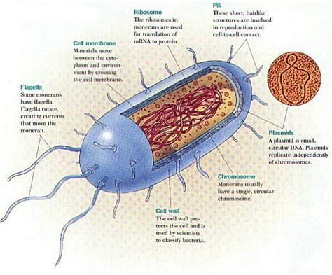 Bacterial Cell Diagram And Functions