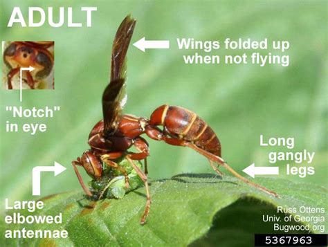 Paper Wasp Nc State Extension