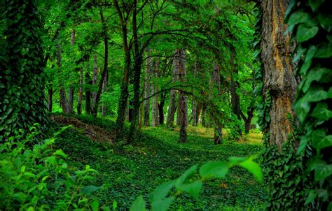 Download Wallpaper Greens Trees Forest Green Image For By