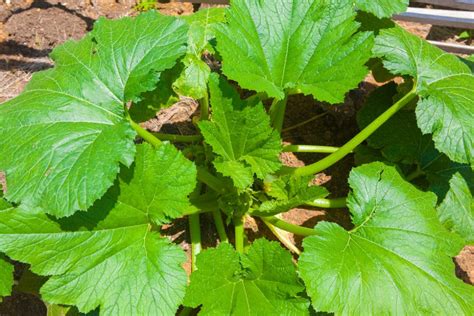 Check spelling or type a new query. White Spots on Your Zucchini Leaves? What It Is & What to Do