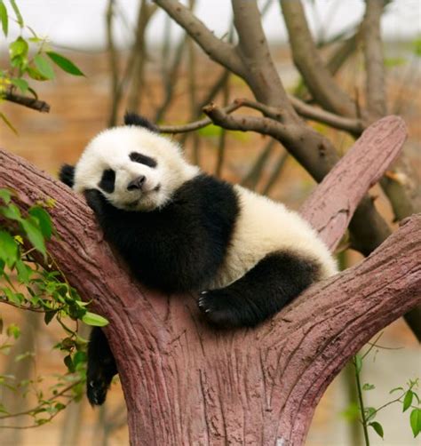 12 Foto Kelakuan Bayi Panda Ini Lucu Banget Menggemaskan Deh
