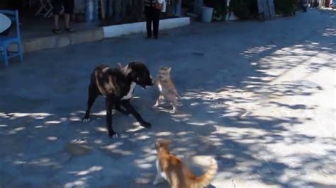 Dog Fight Cat Cat Vs Dog Youtube