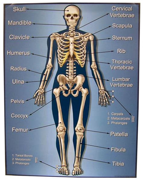 Skeletal System Anatomical Chart Laminated Human Skeleton Anatomy