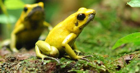 Single Mutation Keeps Lethal Frog From Poisoning Itself Research