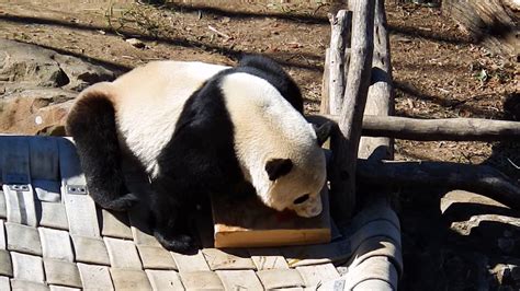Giant Panda Bao Bao Final Suitcase Enrichment 2202017 Youtube