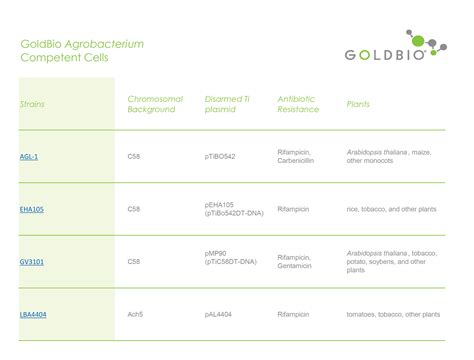 A Quick Overview Of Agrobacterium For Plant Transformation Goldbio