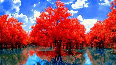 Red Autumn Trees With Reflection On Lake During Daytime