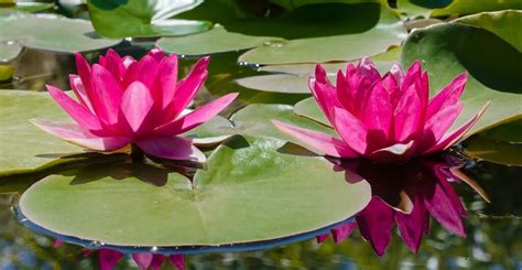 Top Ten Aquatic Plants For Water Gardens In East Tennessee Willow
