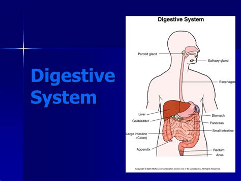 Ppt Digestive System Powerpoint Presentation Free Download Id1711148