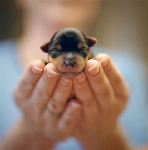 Newly Born Babytiere Tiere Hund Niedliche Welpen