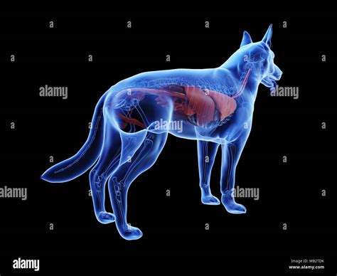 Dog Internal Organs Anatomy Anatomy Hi Res Stock Photography And Images