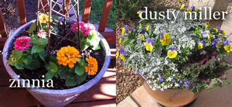 Drought tolerant vegetables develop deep root systems to counter both heat and low water levels. Drought Tolerant Potted Annuals