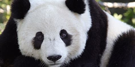 Wir empfehlen den kostenlosen kurs learn moodle basics. Adopt a Giant Panda | Smithsonian's National Zoo