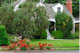Best Shade Trees For Front Yard Pictures
