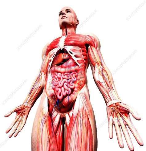 Male Anatomy Artwork Stock Image F Science Photo Library