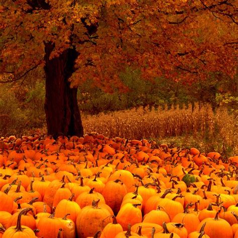 Pumpkins Vermont Usa Charlie Waite Landscape Photography Fall