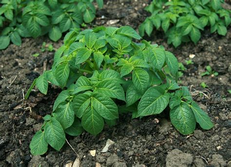 Potatoes Produced Leaves But No Crop - Reasons For Low Potato Yields